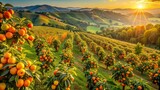 Picturesque persimmon trees laden with ripe persimmon fruits in rows in a vibrant farm orchard