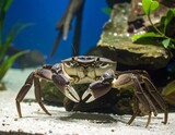 Aquatic crustacean in tank, close-up