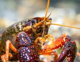 Close-up of a vibrant crustacean