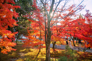 Wall Mural - people view colorful maple leaf at Nanzen-ji Temple in fall, Kyoto