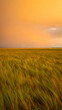 © TUTUL - Golden grass field under an orange stormy sky at sunset nature landscape
