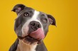 © PirisaTK - A playful dog with a gray and white coat licks its nose, set against a vibrant yellow background.