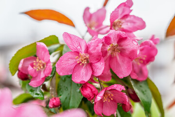 Wall Mural - Fresh pink flowers of a blossoming apple tree with blured background