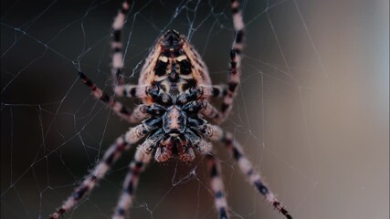 Close up of a spider sitting in its web, showing intricate details of its body and fine silk threads