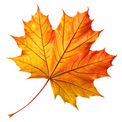 vibrant orange and yellow maple leaf isolated on black background