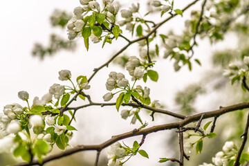 Wall Mural - white blossoming apple trees with rain drops