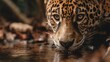 © SyedIstaqbal - A close up of a jaguar drinking water from a stream in its natural habitat in the jungle area