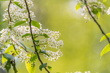 Wall Mural - white flowers blooming bird cherry. close-up of a flowering prunus padus tree with white little blos