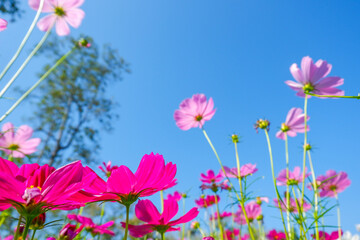 Wall Mural - Beautiful pink cosmos flowers blooming in garden,spring season.