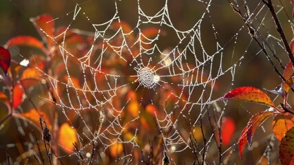 spider web with dew drops