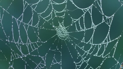 spider on web