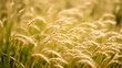 © Michael - Wild grasses swaying at sunlight, green beige meadow or field, texture of summer grass. Soft natural bokeh in background, minimal aesthetic nature landscape. Beauty of nature, earthy color scene