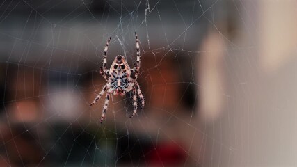 Close up of a spider sitting in its web, showing intricate details of its body and fine silk threads