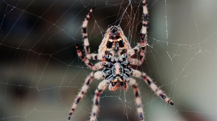 Close up of a spider sitting in its web, showing intricate details of its body and fine silk threads