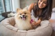 © pisan thailand - A cheerful Pomeranian dog sits in a cozy bed while a woman interacts playfully, showcasing companionship and happiness.