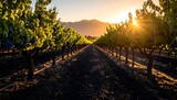 Vineyard Rows at Sunset with Mountain Backdrop and Sun Rays