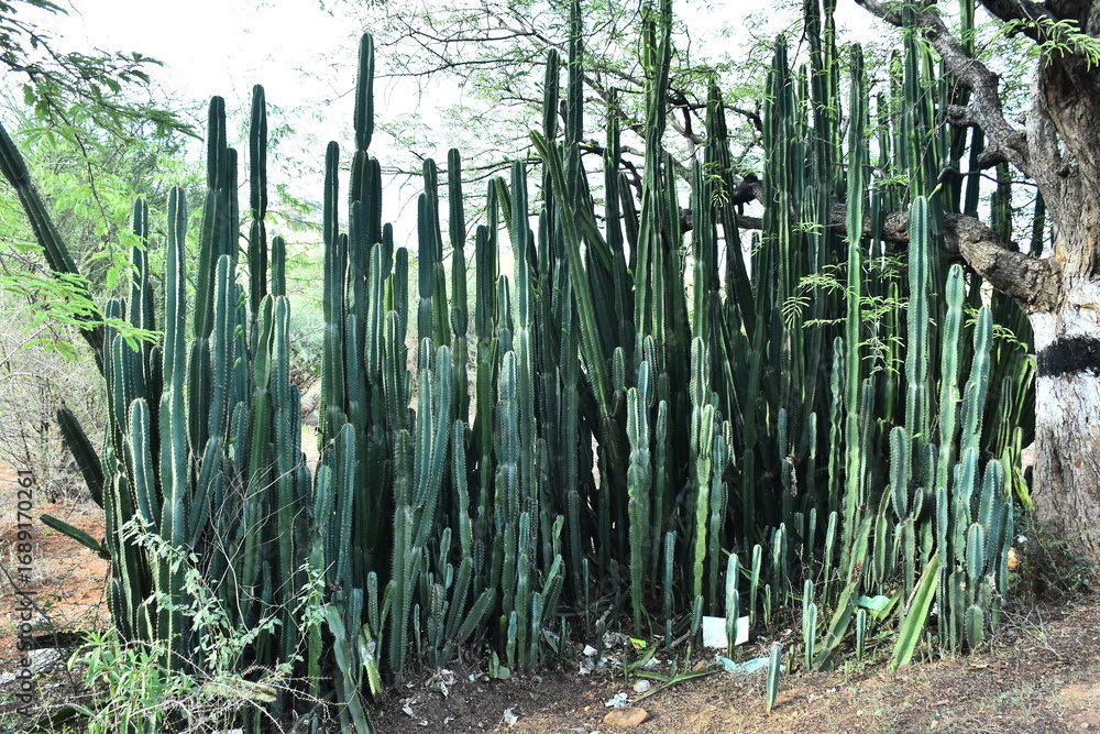 Cereus repandus plant image download,Peruvian Apple Cactus plant HD ...