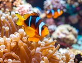 Colorful clownfish in anemone