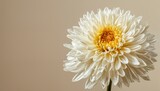 a delicate cream and gold chrysanthemum in full bloom is showcased against a soft, neutral background.