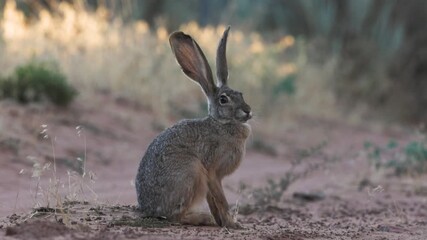 Wall Mural - A jackrabbit with slightly tattered ears sits in the shade, his nose twitching while late evening sun lights the tops of the grasses in the background.