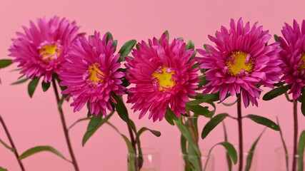 Wall Mural - beautiful asters close-up