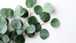 © Octopus - A beautiful arrangement of fresh eucalyptus leaves showcases their vibrant green hues and unique shapes perfect for decor or natural inspiration