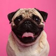 © Ali - Happy pug dog with pink background, joyful expression