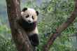 © Sajiman - Adorable Panda Cub Climbing Tree, Lush Green Foliage, Captivating Wildlife Portrait.
