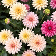 © Joshua - Decorative Dahlias Garden Beige color
