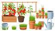 © Joshua - Greenhouse furniture and plants set isolated on white background. Vector cartoon illustration of tomato bushes growing in wooden box, green grass in flowerpot, clay pots stack, metal bucket, waterer