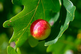 Gallapfel der  Gemeinen Eichengallwespe (Cynips quercusfolii)