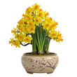 © Muhammad - Stunning Daffodil Bonsai: Vibrant Spring Blooms in Miniature