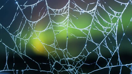 Close-up of a spiderweb with dew drops against blurred backdrop.