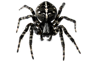 White striped spider isolated on a transparent background
