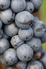 Wall Mural - A bunch of grapes with a bunch of dirt on them