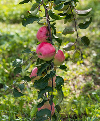 Wall Mural - A tree with five apples hanging from it