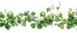 © MonoWorks - Delicate watercolor vine with light-green heart-shaped leaves, some mottled with white, stretches horizontally against a stark white background