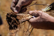 © Austockphoto - Farmers hand holding wheat plant with clump of soil on the roots.