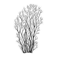 Wall Mural - Detailed hand drawn black and white illustration of a bare bush with intricate branches.