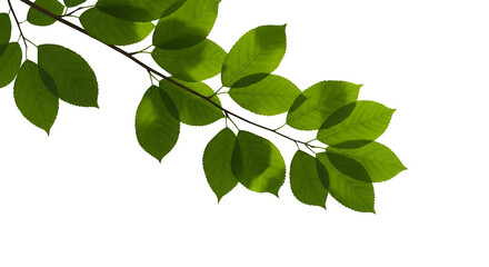 fresh green branch with leaves isolated png with transparent background