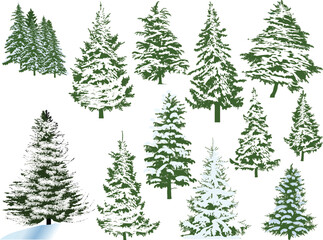 Wall Mural - twelve winter firs isolated on white