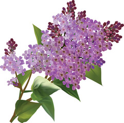 Wall Mural - lilac light branch on white background