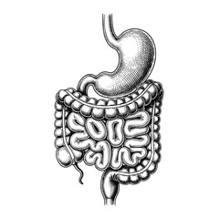 Digestive system with stomach and intestines, human anatomy and health concept – detailed hand-drawn black and white vintage sketch. Vector engraving illustration on white background.