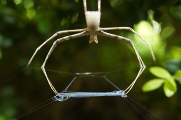Rufous net-casting spider Asianopis subrufa