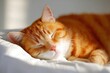 © john - A peaceful orange tabby cat sleeping soundly on a soft white bed in a sunlit room