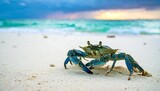 Blue crab on a tropical beach at sunset