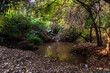 © Andrea Cirillo Lopes - Small pond in a forest area, surrounded by dense vegetation, trees and dry leaves, with reflections of the canopy on the calm water surface.
