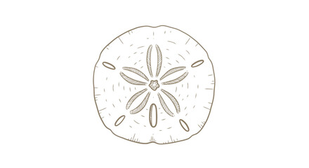 Sand Dollar Sea Life Ocean Beach Shell 1.