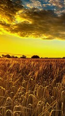 Wall Mural - Timelapse of golden field at sunset, emotive and peaceful mood