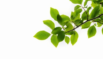 tree branch with green leaf isolated for object and retouch design